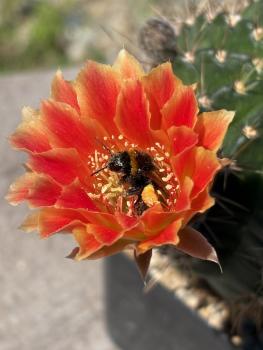 Preview: Lobivia Hybr. orange rot